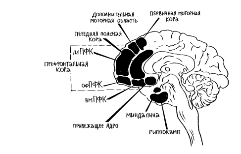 Миндалевидное тело — Википедия